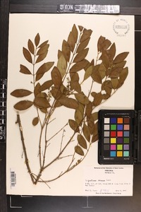 Ligustrum sinense image