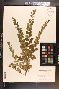 Ligustrum sinense image