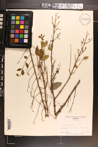 Ligustrum sinense image