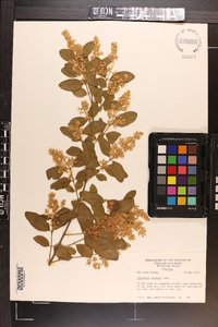 Ligustrum sinense image