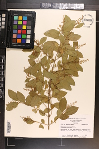 Ligustrum sinense image