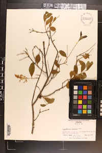 Ligustrum sinense image