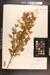 Ligustrum sinense image