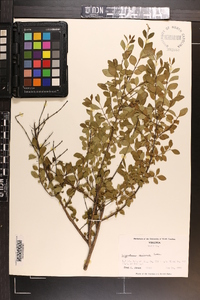 Ligustrum sinense image