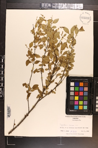 Ligustrum sinense image