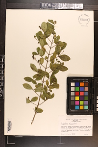 Ligustrum sinense image