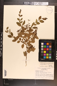 Ligustrum sinense image