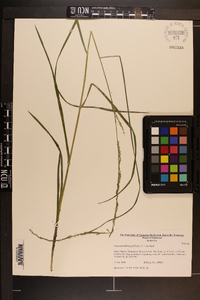 Glyceria melicaria image