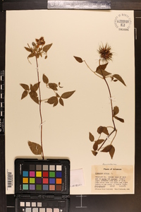 Clematis crispa image