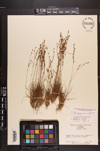 Juncus georgianus image