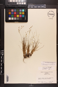 Juncus georgianus image