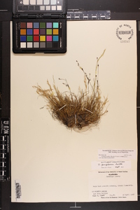 Juncus georgianus image