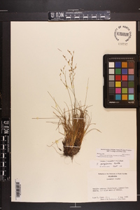 Juncus georgianus image