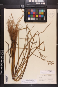 Juncus nodatus image