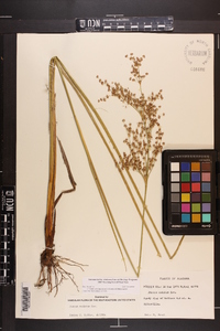 Juncus nodatus image