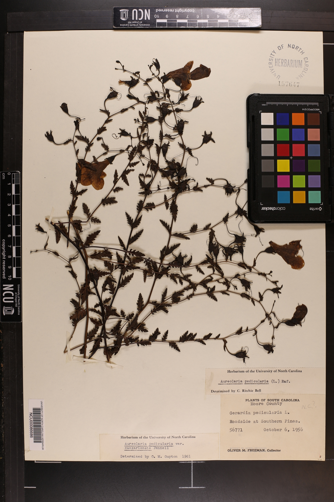 Aureolaria pedicularia var. pedicularia image