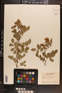 Rosa multiflora image