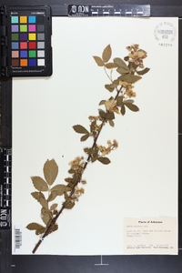 Rubus argutus image