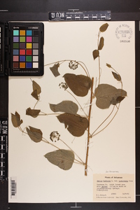 Smilax herbacea image