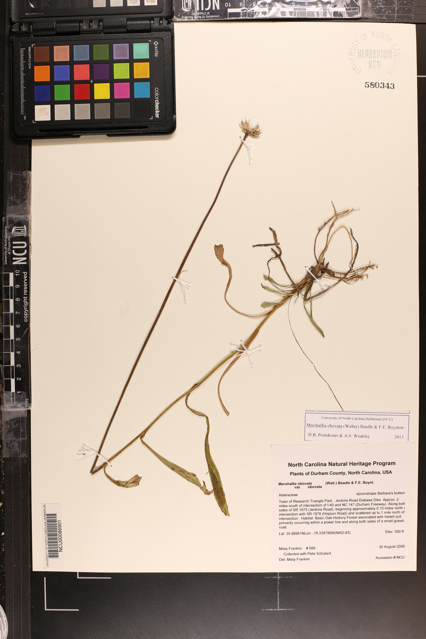 Marshallia obovata image