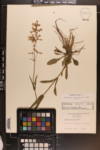 Penstemon laevigatus image