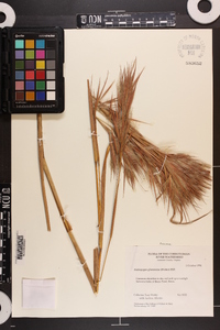 Andropogon glomeratus image