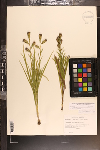 Liatris cylindracea image