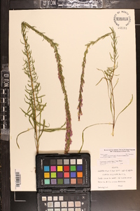 Liatris chapmanii image