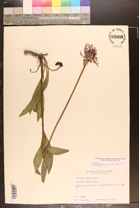 Echinacea pallida image