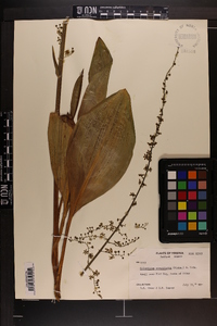 Veratrum parviflorum image