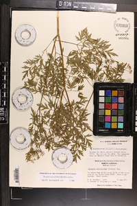 Thaspium pinnatifidum image