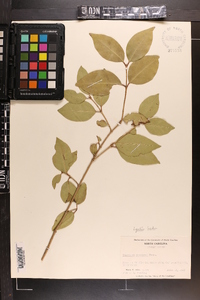 Ligustrum lucidum image