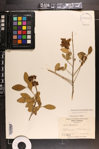 Ligustrum sinense image