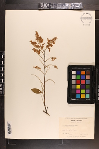 Ligustrum sinense image