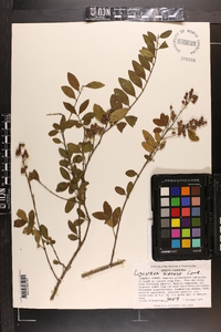 Ligustrum sinense image