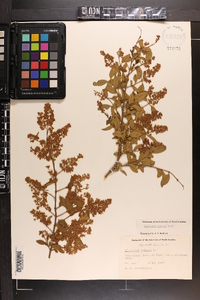 Ligustrum sinense image