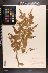 Ligustrum sinense image