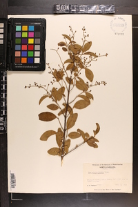 Ligustrum sinense image