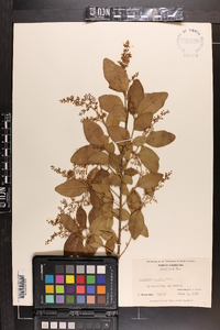 Ligustrum sinense image