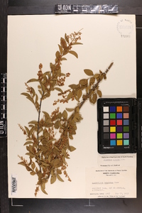 Ligustrum sinense image