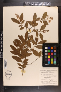 Ligustrum sinense image