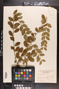 Ligustrum sinense image