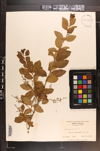 Ligustrum sinense image