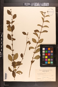 Ligustrum sinense image