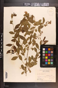 Ligustrum sinense image