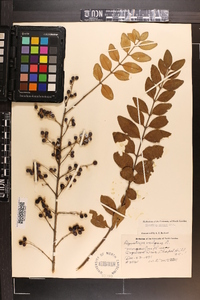 Ligustrum sinense image