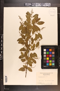 Ligustrum sinense image