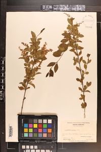 Ligustrum sinense image