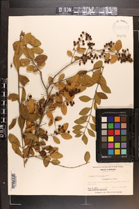 Ligustrum sinense image