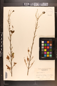 Ligustrum sinense image